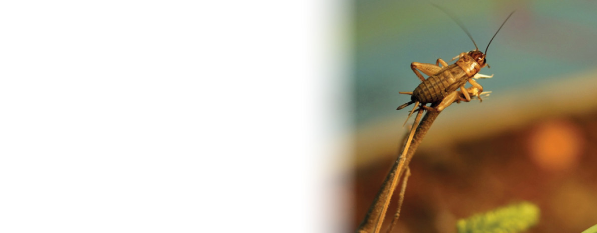 Impacte en la salut del consum d’insectes